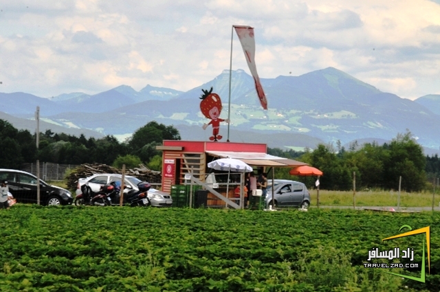 فراولة Walser Erdbeerparadies