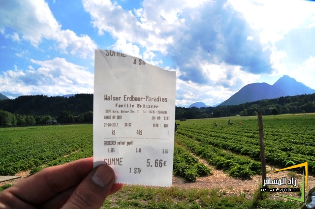 فراولة Walser Erdbeerparadies