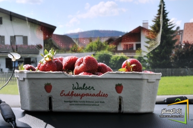 فراولة Walser Erdbeerparadies